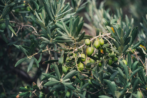 The branches of the olive tree with fruit in the foreground. Natural green background with selective focus. Crop for the production of olive oil. - Foto, Imagen