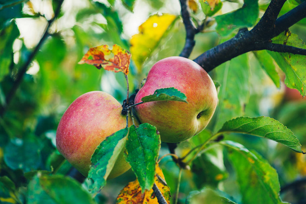large ripe apples clusters hanging heap on a tree branch in an intenseapple orchard - Φωτογραφία, εικόνα