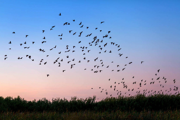 Стая птиц, летящих над полем в подвесном свете
 - Фото, изображение