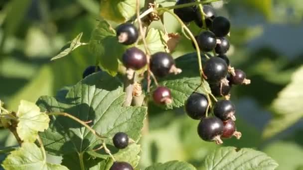 Ripe black currant berries hang on a bush in the garden - Footage, Video