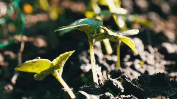 Brotos de pepino em águas subterrâneas que fluem das latas de rega do jardim, vista de perto
 - Filmagem, Vídeo