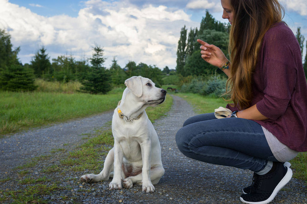 young woman and white labrador retriever dog puppy interacting in nature - Photo, Image