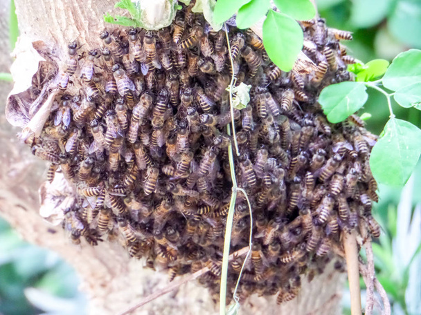 蜂の多くがあった、彼らはブランチのハイブを構築しました。 - 写真・画像