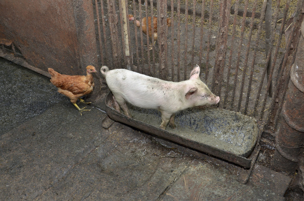 cochon sale et poulet dans une baignoire
 - Photo, image