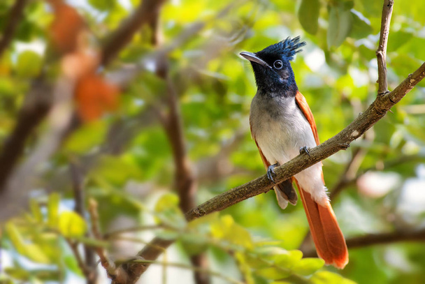 Aasian Paratiisi-flycatcher - Terpsiphone paradisi, kaunis musta pää ohikulkija Sri Lankan metsistä ja puutarhoista
. - Valokuva, kuva