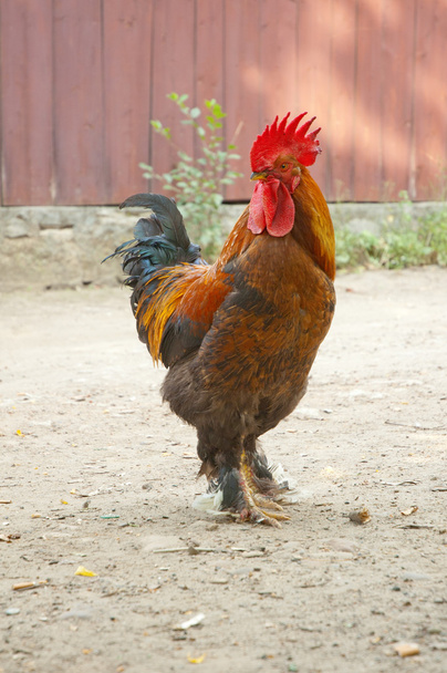 cock on a rural road - Photo, Image