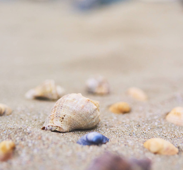 A lot of Seashells on the sand beach, close-up view, macro image. - Foto, Imagem