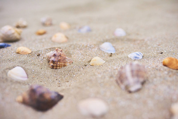 白砂のビーチ、クローズ アップ ビュー、マクロ画像で貝殻の多く. - 写真・画像