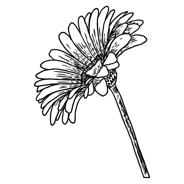 Drawing daisy flower. Floral hand drawn botanical element illustration. Vector. - Vektor, Bild