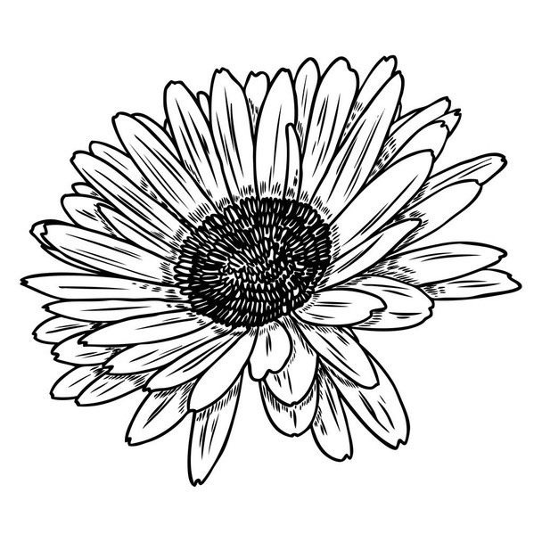 Open petals daisy head flower. Floral Botany drawings. Black and white line art. Vector. - Vetor, Imagem