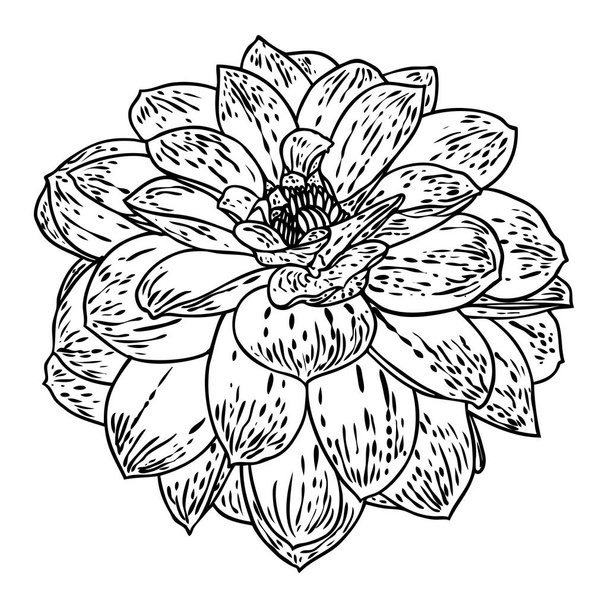 Dahlia. Botanical illustration. Design elements in black and white. Floral head for wedding decoration, Valentine's Day, Mother's Day, sales and other events. Vector. - Вектор, зображення