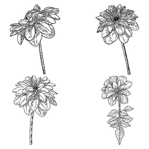 Dahlias set. Botanical vintage ink illustration. Collection of hand drawn flowers and herbs isolate on white background. Black and white florist elements. Vector. - Vecteur, image
