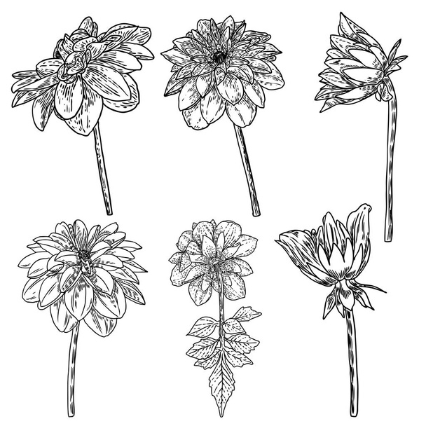 Flowers set. Botanical Dahlias and zinnia illustration summer design elements. Black and white collection of hand drawn flowers and herbs isolate on white background. Vector. - Vector, afbeelding