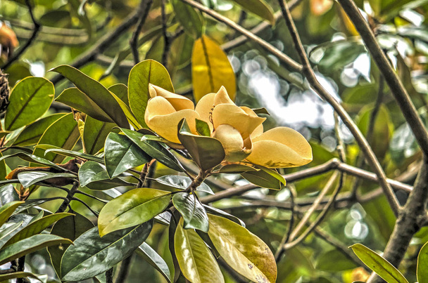 Большой желтый цветок дерева, относящийся к семейству магнолий
 - Фото, изображение