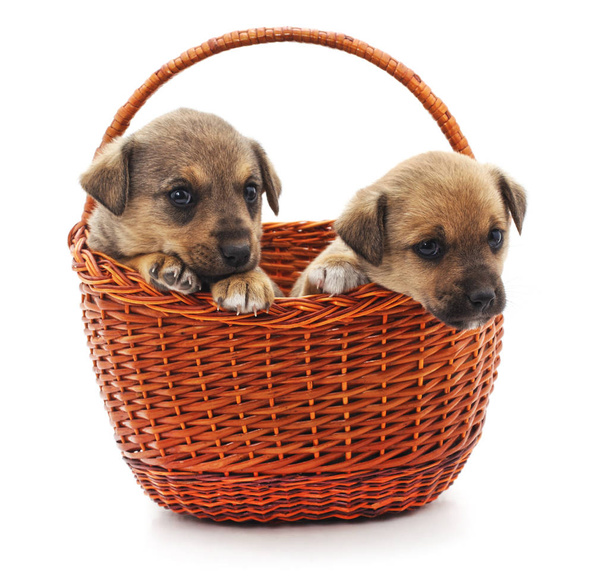 Puppies in a basket isolated on a white background. - Фото, изображение