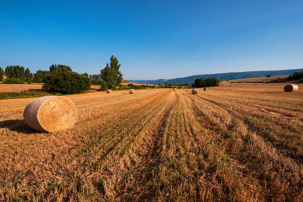 hooi borgtocht oogsten in gouden veld landschap - Foto, afbeelding