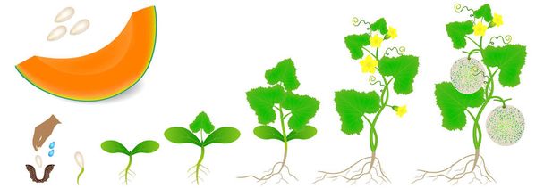 A ciklus a növekedése a növényi sárgadinnye dinnye elszigetelt fehér background. - Vektor, kép