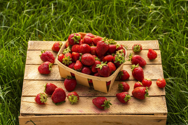 fresh strawberries for sale in plastic boxes, shot close-up - 写真・画像