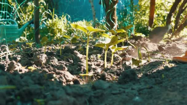 Ogórek kapusty w ziemi, Kobieta chwasty ziemi dalej do roślin - Materiał filmowy, wideo