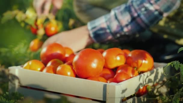 Työntekijä kerää tomaatteja pellolle, laittaa ne puulaatikkoon. Tuoreet luonnonmukaiset tuotteet
 - Materiaali, video