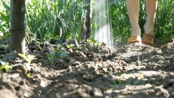 Nő fiatal növény öntözés a kertben, vízsugár locsolókanna áramlását a talaj hajtások - Felvétel, videó