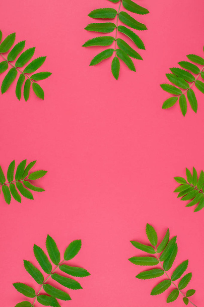 Creative flat lay top view pattern with fresh green rowan tree leaves on bright pink background with copy space in minimal duotone pop art style, frame template for text - Foto, imagen