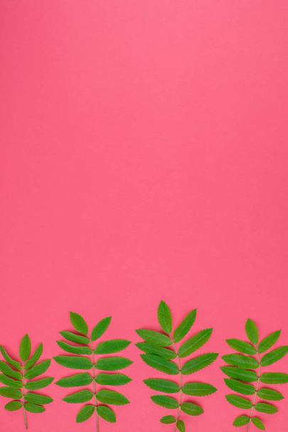 Modèle créatif plat de vue de dessus avec des feuilles d'arbre rowan vert frais sur fond rose vif avec espace de copie dans un style pop art duotone minimal, modèle de cadre pour le texte
 - Photo, image