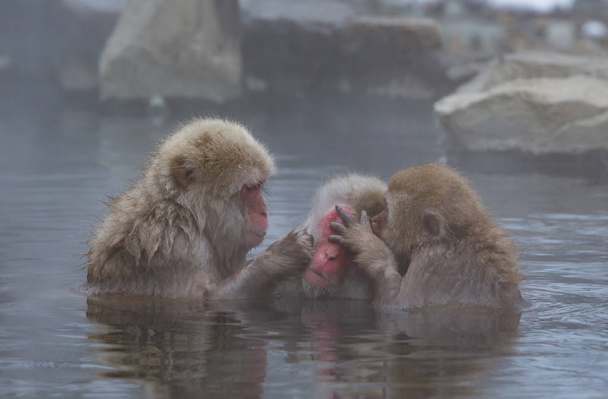 Scimmie in onsen naturale, sorgente termale, situato a Snow Monkey, Nagano Giappone
. - Foto, immagini