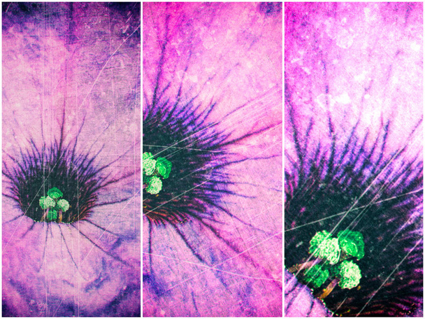 Абстрактные текстурированные царапины фон с деталями сиреневого петуния цветок
 - Фото, изображение