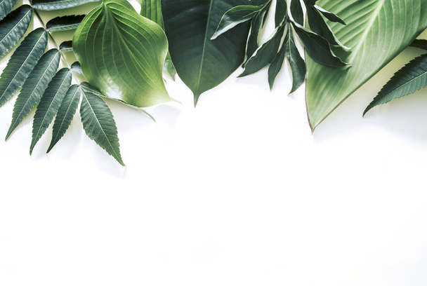 μια πραγματική ποικιλία από τροπικά φύλλα σε λευκό φόντο, χώρο για το κείμενο - Φωτογραφία, εικόνα