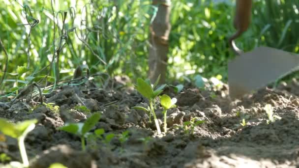 Cucumber sprouts in the ground, the woman weeds the ground next to plant - Footage, Video