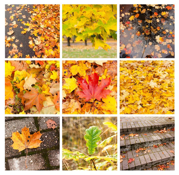 collage de otoño que muestra diferentes imágenes y texturas de otoño
 - Foto, Imagen