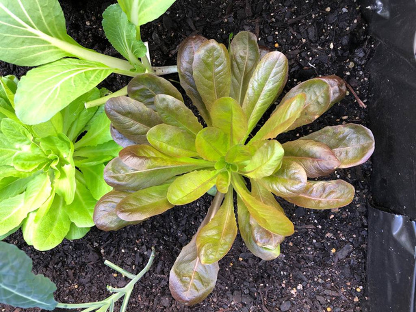 Photo of Buttercrunch or Butterhead Lettuce grown in a home garden viewed from viewed from top - Photo, Image