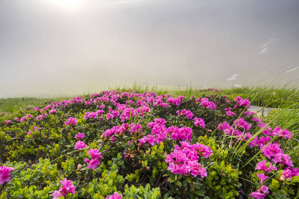Verlicht door de zon rijkelijk bloeien op de met gras begroeide berg weide dichte rhododendron rue heester met fel roze bloemen en groene bladeren onder bewolkte blauwe hemel. Ecologie-problemen en de schoonheid van de natuur concept. - Foto, afbeelding