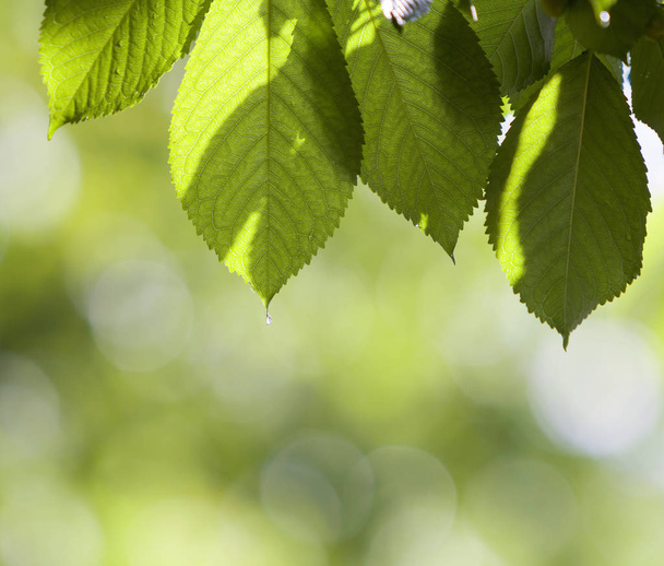 Close-up of beautiful fresh shiny cherry leaves lit by sun hanging like curtain above blurred bright bokeh copy space background. Beauty and protection of nature, agriculture and gardening concept. - Photo, Image