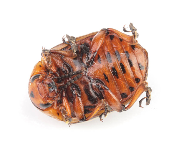 Colorado Potato Beetle lying on the back isolated on white background - Photo, Image