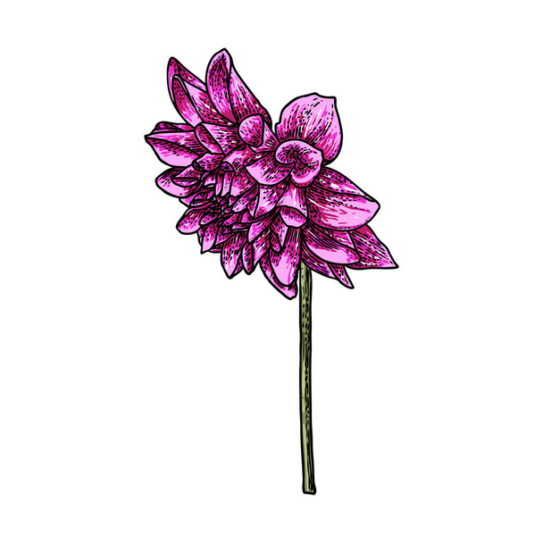 Dahlia or zinnia flower drawing in color, sketch of black line art on white background. Vector. - ベクター画像