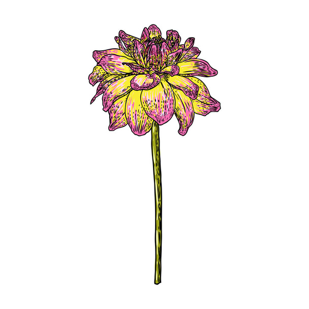 Dahlia or zinnia flower drawing in color, sketch of black line art on white background. Vector. - Vektör, Görsel