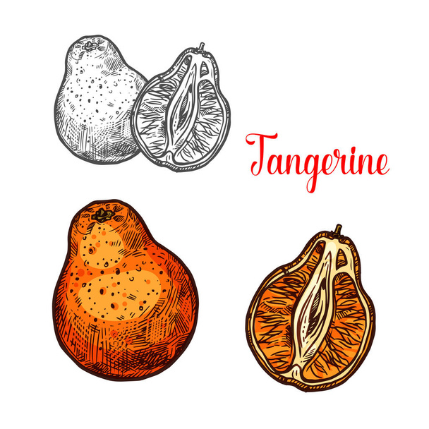 マンダリン オレンジのみかんの柑橘系の果物のスケッチ - ベクター画像