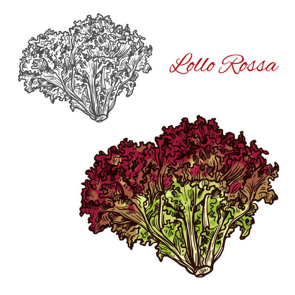 Red lollo rossa lettuce leaf vegetable sketch - Vector, Image