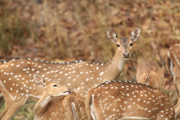 Ořešník zvěř stádo pastvy a upozorněni v Bandhavgarh národní Park - Fotografie, Obrázek
