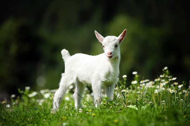 Capra bianca bambino in piedi su erba verde con fiori gialli - Foto, immagini