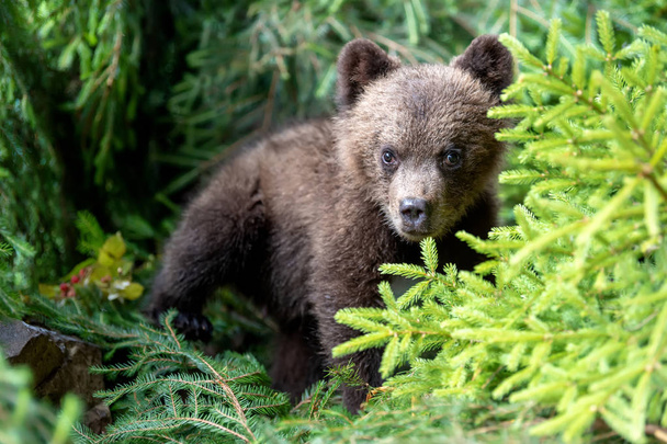 Nuori ruskea karhunpentu metsässä. Eläin luontotyypissä
 - Valokuva, kuva