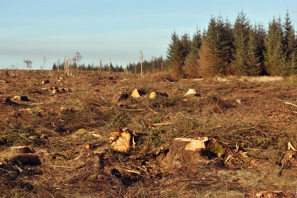 Odlesňování - Fotografie, Obrázek