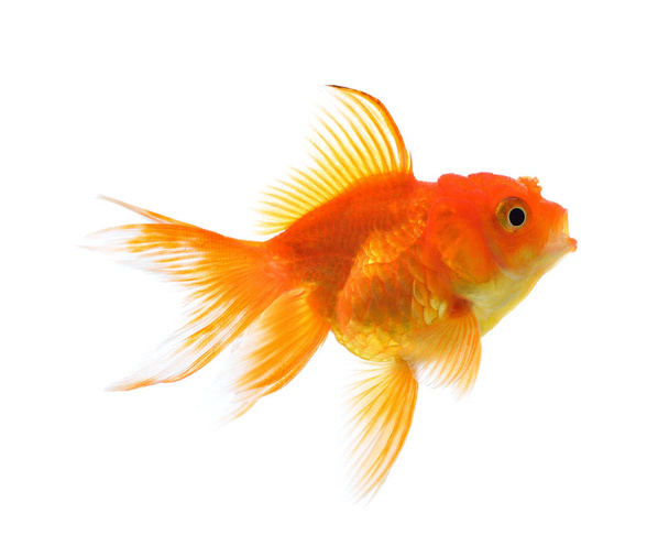 Gold fish isolated on a white background. - Photo, Image