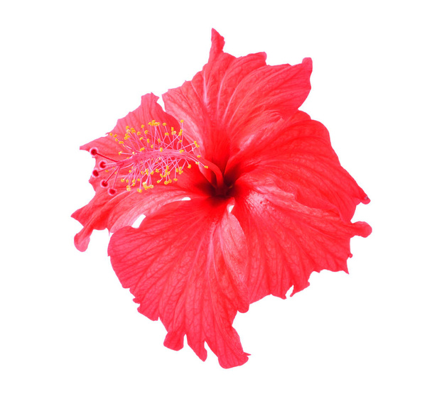 hibiscus rouge isolé sur fond blanc - Photo, image