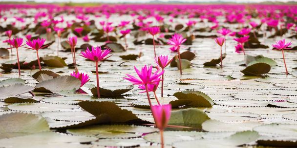 Meer roter Lotus, Sumpf roter Lotus Meer roter Lotus thailand - Foto, Bild
