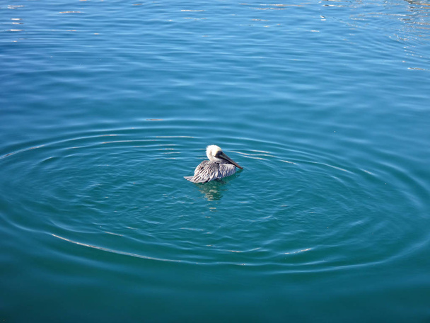 Black Pelicans of Cabo San Lucas, Baja California, Mexico. - 写真・画像