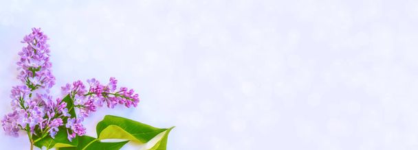 Fleurs lumineuses et colorées lila
 - Photo, image