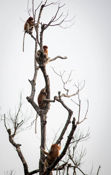 Орангутан-Бекантан-Калимантан-Борнео-Танджунг-Путинг
 - Фото, изображение